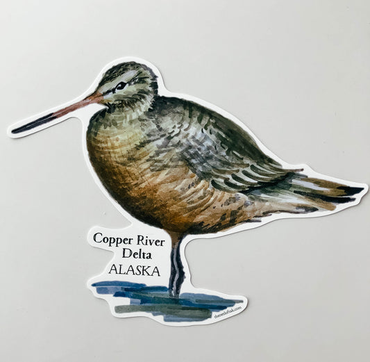 Hudsonian Godwit Window Cling