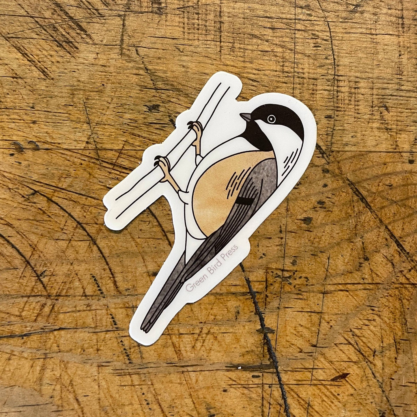 Black-capped Chickadee Sticker